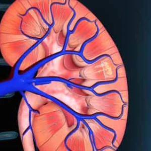 فوتیج آناتومی کلیه و فیلتراسیون نفرون فوتیج آناتومی کلیه و فیلتراسیون نفرون