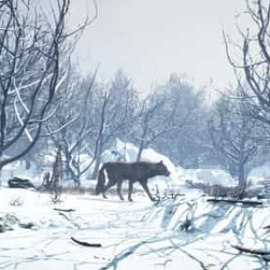 Wolves Walking Winter Forest In The 4K Stock Footage Wolves Walking Winter Forest In The 4K Stock Footage