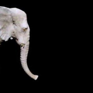 White Elephant Walking Animation on Alpha Stock Footage White Elephant Walking Animation on Alpha Stock Footage