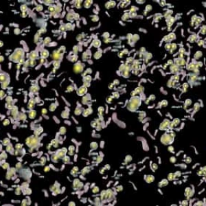 Microscopic Cells Particles and Floating Stock Footage Microscopic Cells Particles and Floating Stock Footage