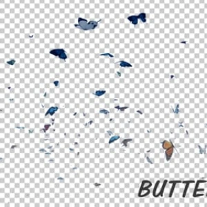 Graceful Butterfly Swarm Flying Stock Footage Graceful Butterfly Swarm Flying Stock Footage