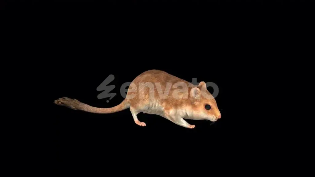 Video Footage Sand Mouse Walk Idle Videos
