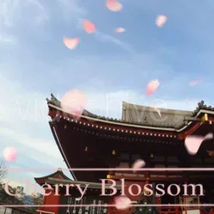 Falling Pink Cherry Blossom Petals Stock Footage Falling Pink Cherry Blossom Petals Stock Footage