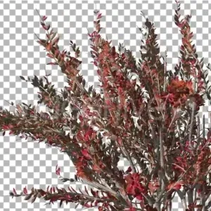Red Bush Swaying in Breeze Animated Stock Footage Red Bush Swaying in Breeze Animated Stock Footage