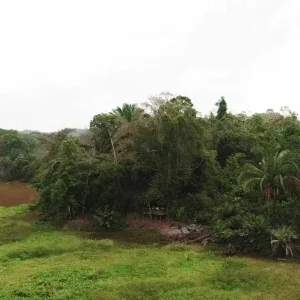 Aerial Tropical Forest with Green Lake Stock Footage Aerial Tropical Forest with Green Lake Stock Footage