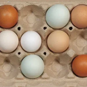 Stop Motion Multi-Colored Eggs in Carton Stock Footage Stop Motion Multi-Colored Eggs in Carton Stock Footage
