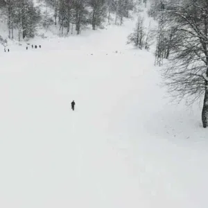 Curved Group in Snowy Turkish Forest Stock Footage Curved Group in Snowy Turkish Forest Stock Footage
