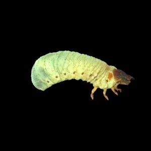 Realistic Grub Worm Alpha Loop Motion Graphics Realistic Grub Worm Alpha Loop Motion Graphics